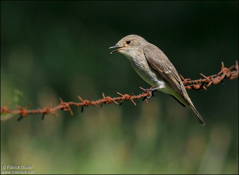 Spotted Flycatcher, song, Behaviour