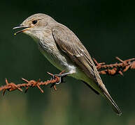 Spotted Flycatcher