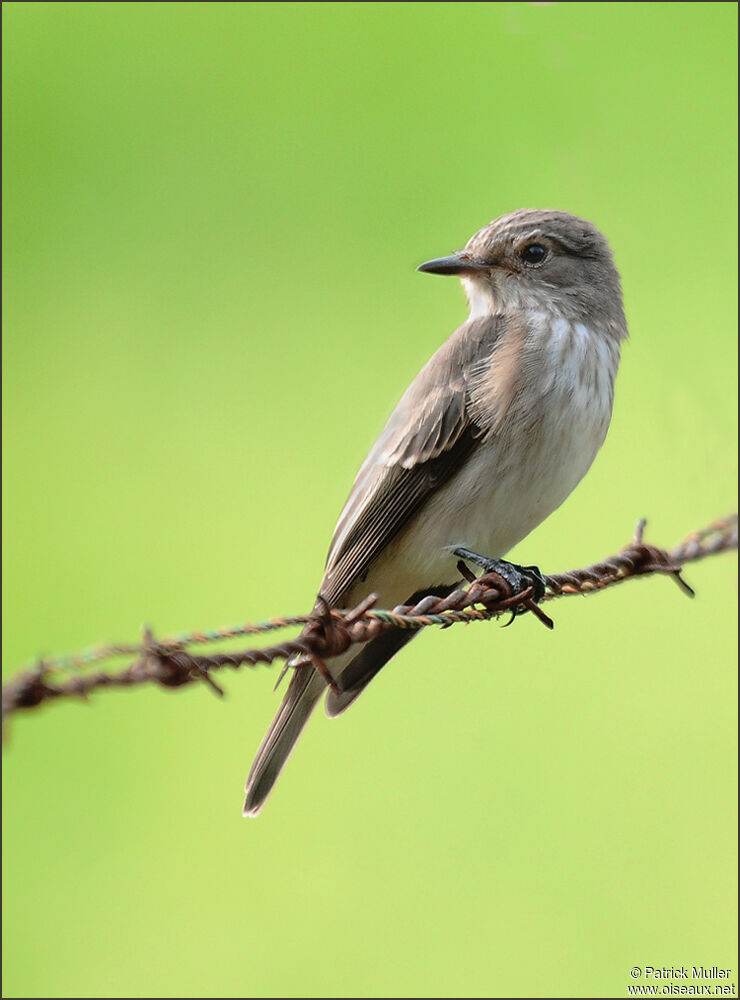 Spotted Flycatcher