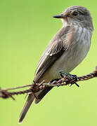 Spotted Flycatcher