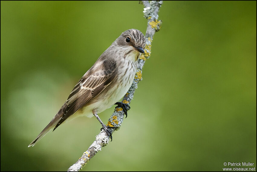 Spotted Flycatcher