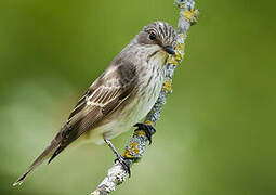 Spotted Flycatcher