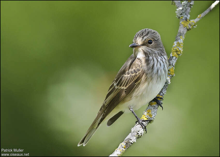 Spotted FlycatcherFirst year, identification