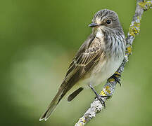 Spotted Flycatcher