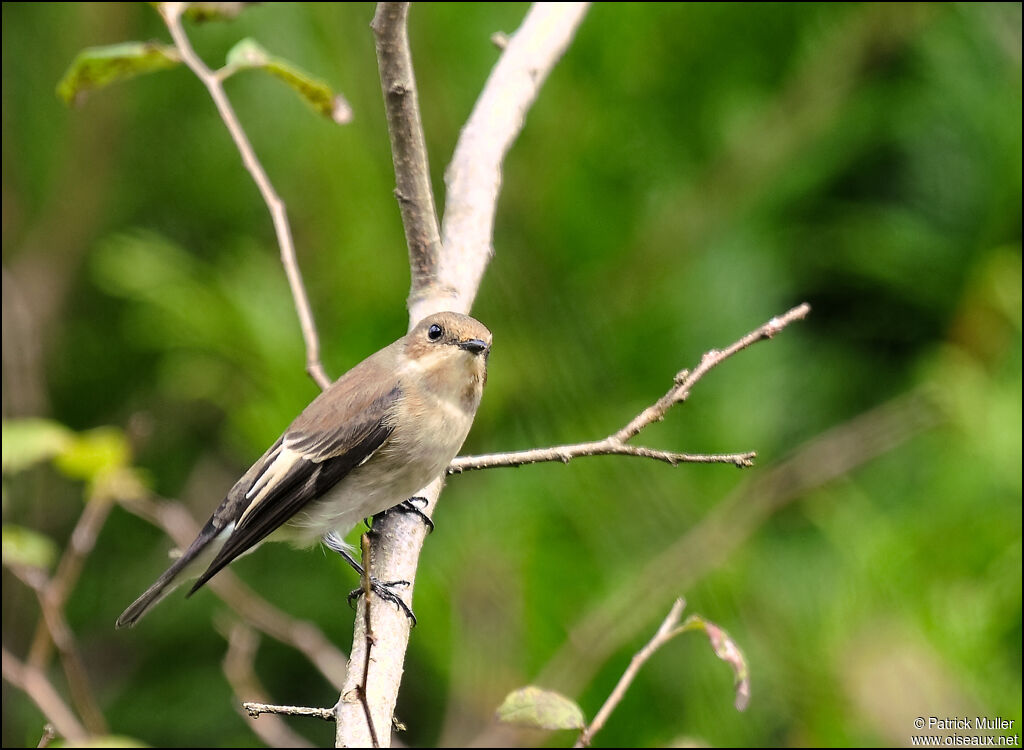 European Pied Flycatcher, Behaviour