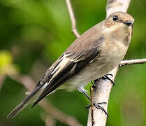 European Pied Flycatcher