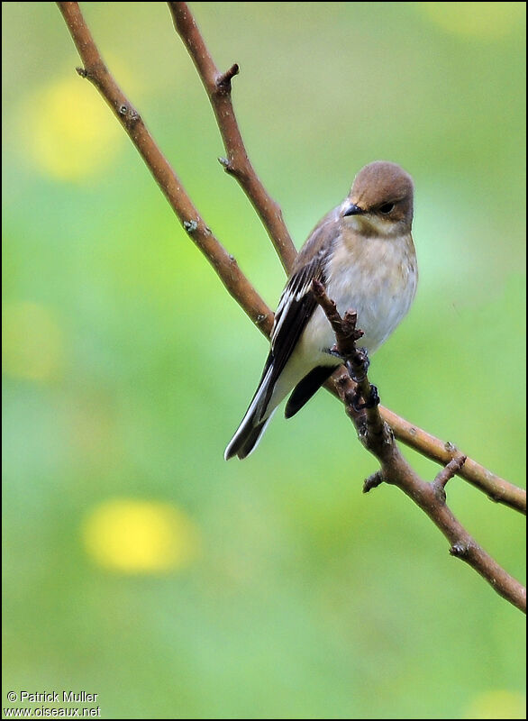 European Pied Flycatcher, Behaviour