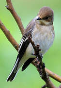 European Pied Flycatcher