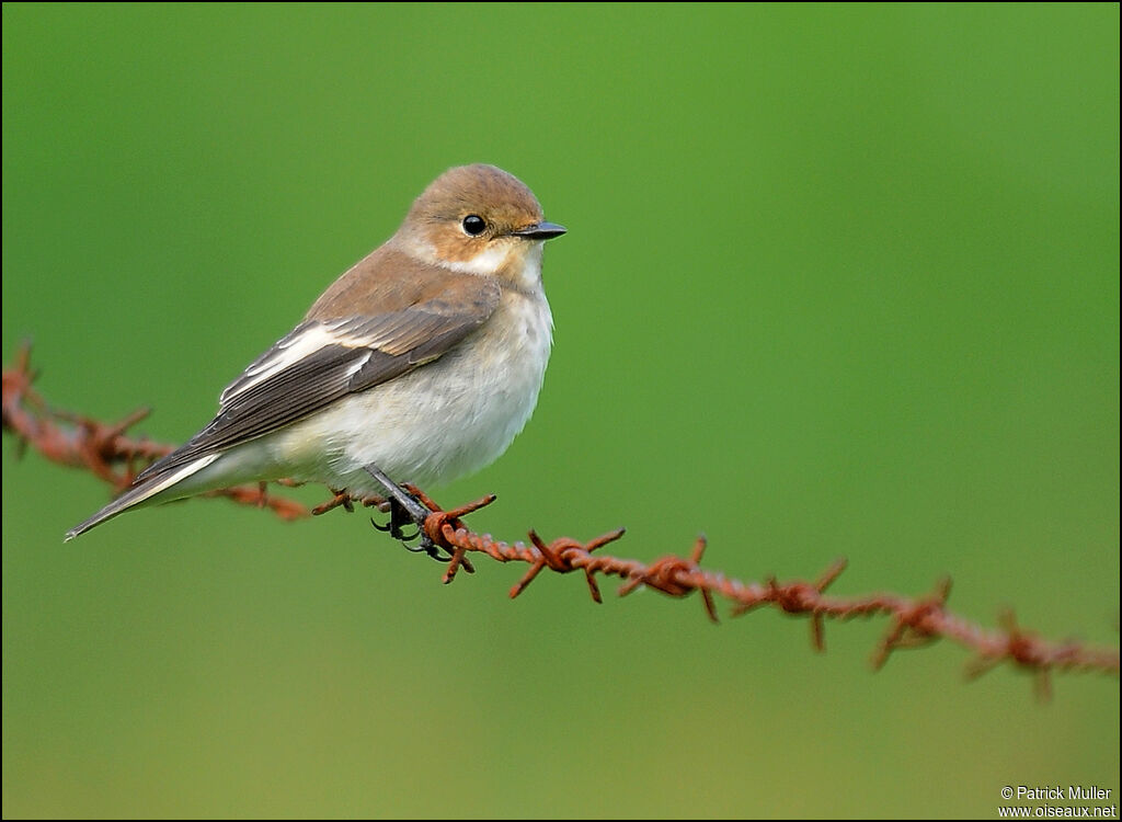 European Pied Flycatcher, identification, Behaviour