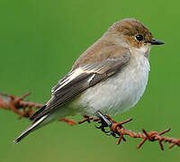 European Pied Flycatcher