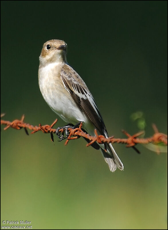 European Pied Flycatcher, Behaviour