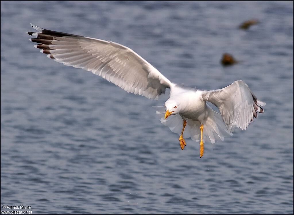 Yellow-legged Gull, Flight