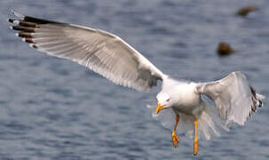 Yellow-legged Gull