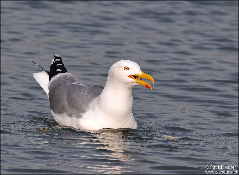 Yellow-legged Gull, Behaviour