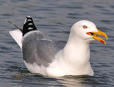 Yellow-legged Gull