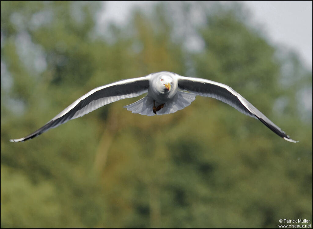 Yellow-legged Gull, Flight