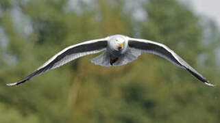 Yellow-legged Gull