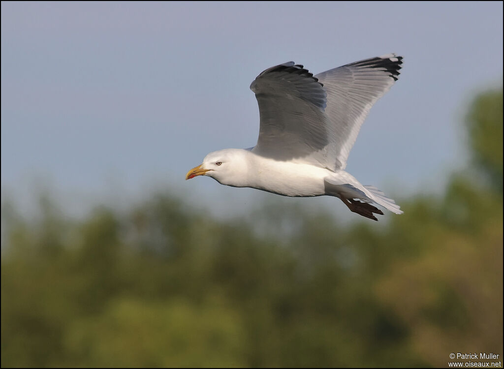 Goéland leucophée, Vol