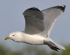 Yellow-legged Gull