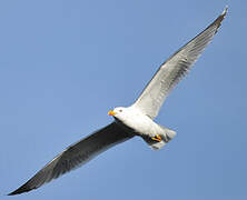 Yellow-legged Gull