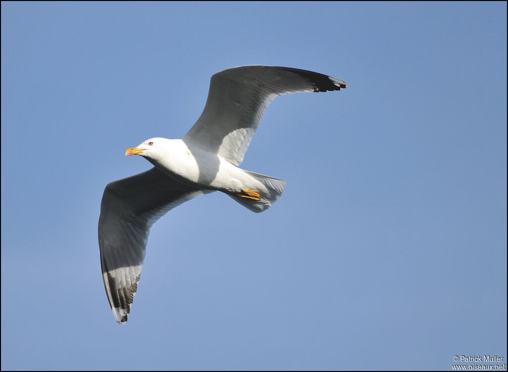 Yellow-legged Gull, Flight