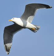 Yellow-legged Gull