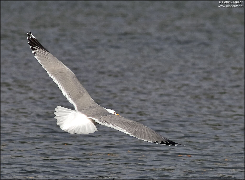 Yellow-legged Gull, Flight