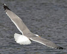 Yellow-legged Gull