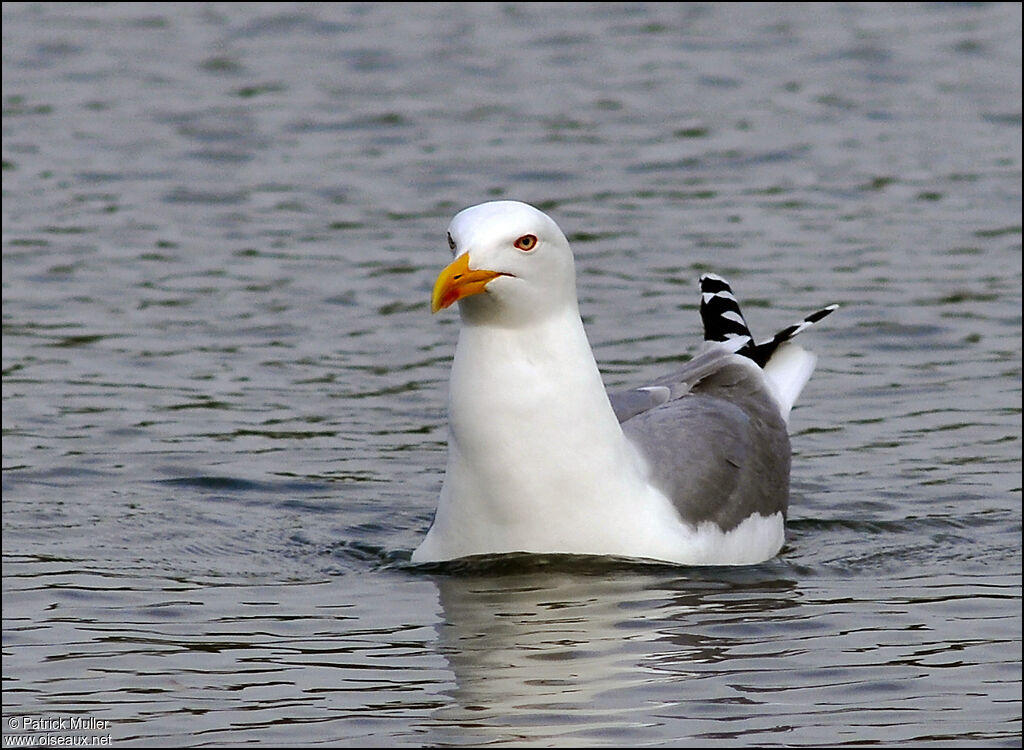 Goéland leucophée, Comportement