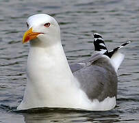 Yellow-legged Gull