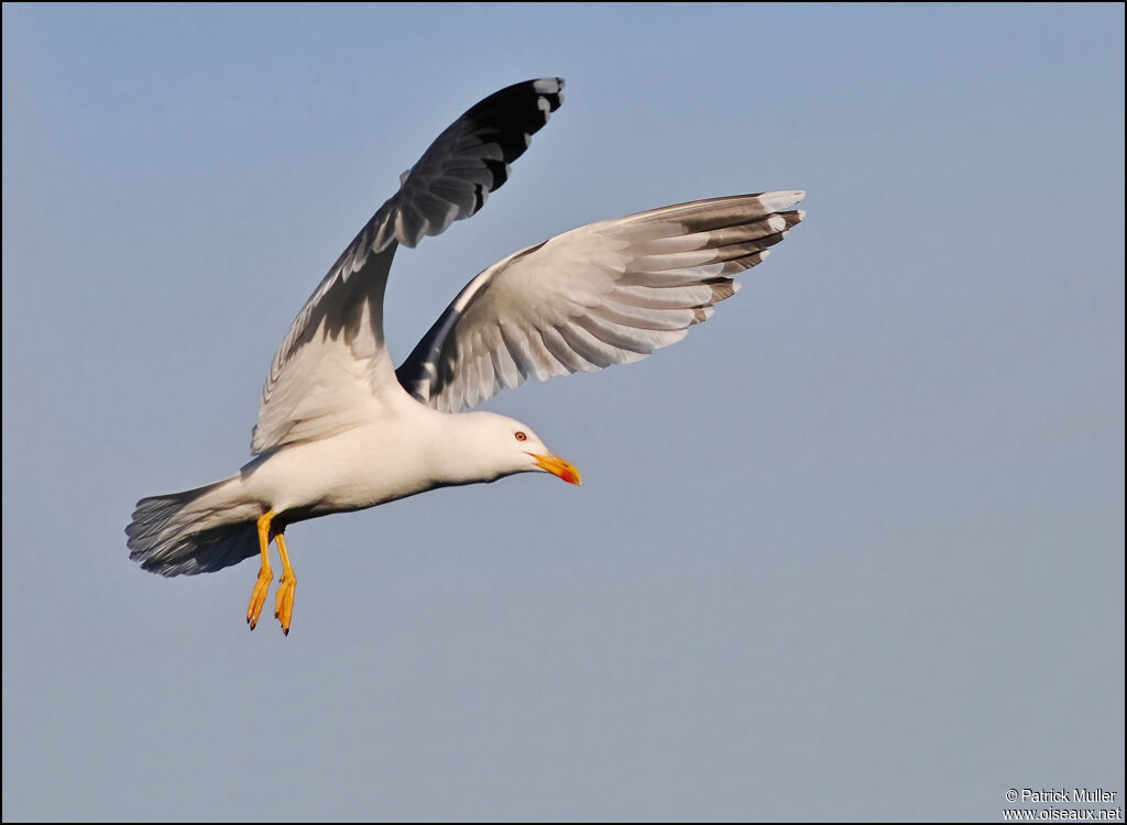 Yellow-legged Gull, Flight