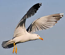 Yellow-legged Gull