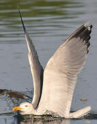 Yellow-legged Gull