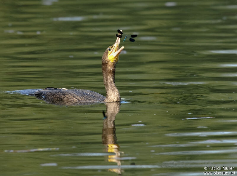 Grand Cormoran, Comportement