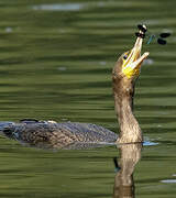 Great Cormorant