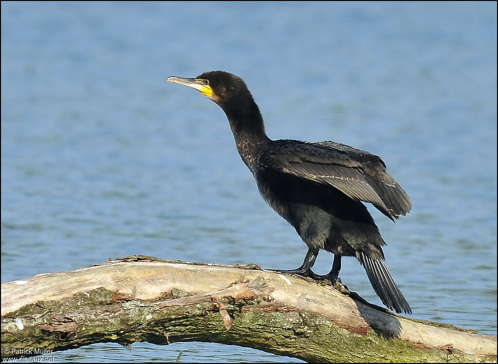 Great Cormorant, Behaviour