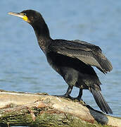 Great Cormorant