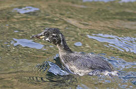 Little Grebe