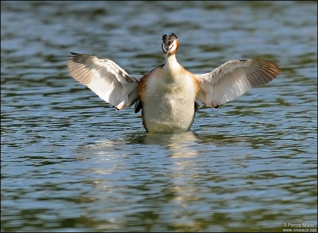 Great Crested Grebe, Behaviour