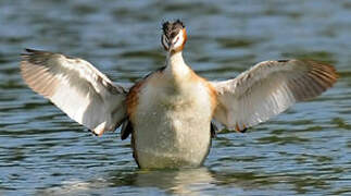 Great Crested Grebe