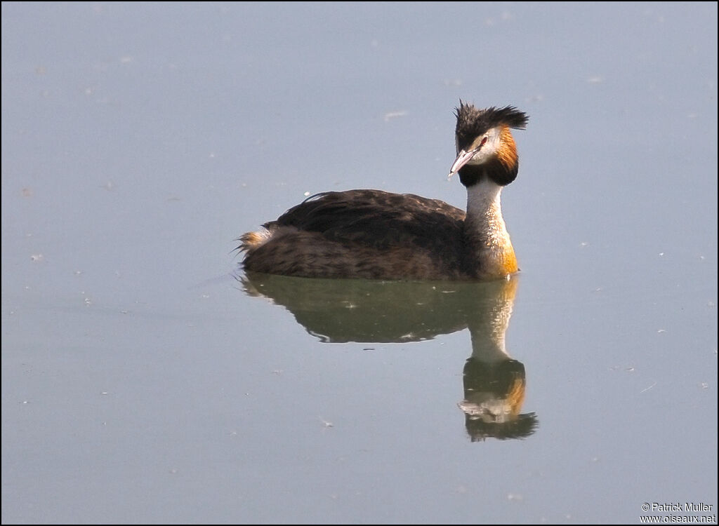 Great Crested Grebe, Behaviour