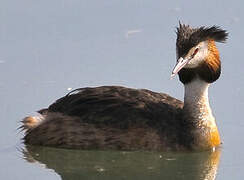 Great Crested Grebe