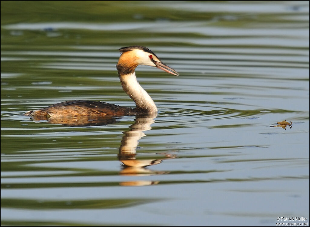 Great Crested Grebe, Behaviour