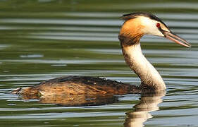 Great Crested Grebe