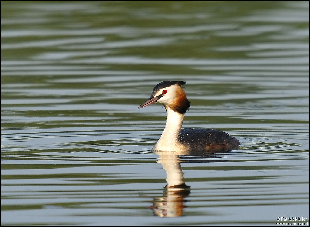 Great Crested Grebe, Behaviour