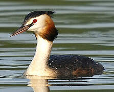 Great Crested Grebe