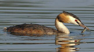 Great Crested Grebe