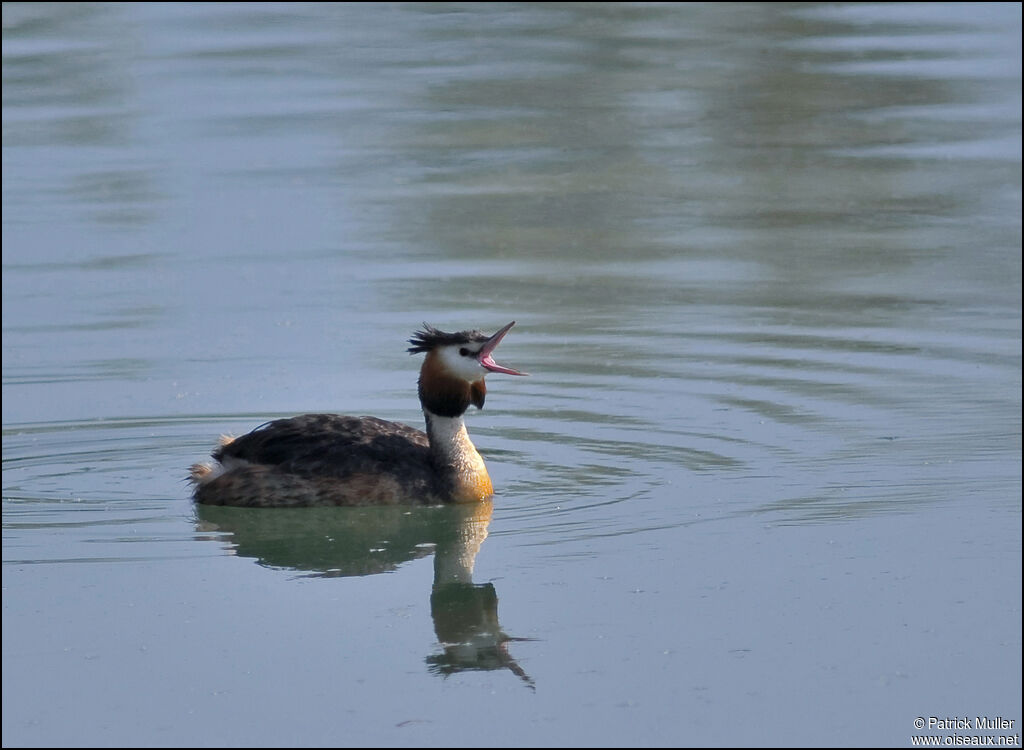 Great Crested Grebe, Behaviour