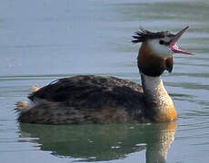 Great Crested Grebe