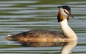 Great Crested Grebe